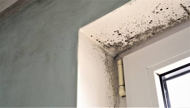 Best Crawl Space Mold Remediation  in Fredericksburg, IA