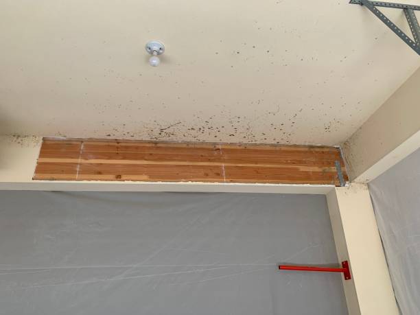 Best Comprehensive Air Testing for Mold Contaminants  in Fredericksburg, IA