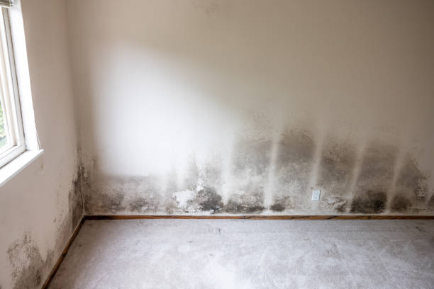 Mold Remediation for Vacation Homes in Fredericksburg, IA