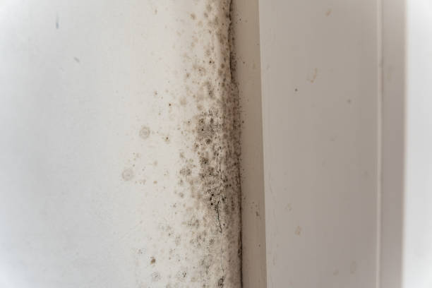 Reliable Fredericksburg, IA Mold Removal Solutions